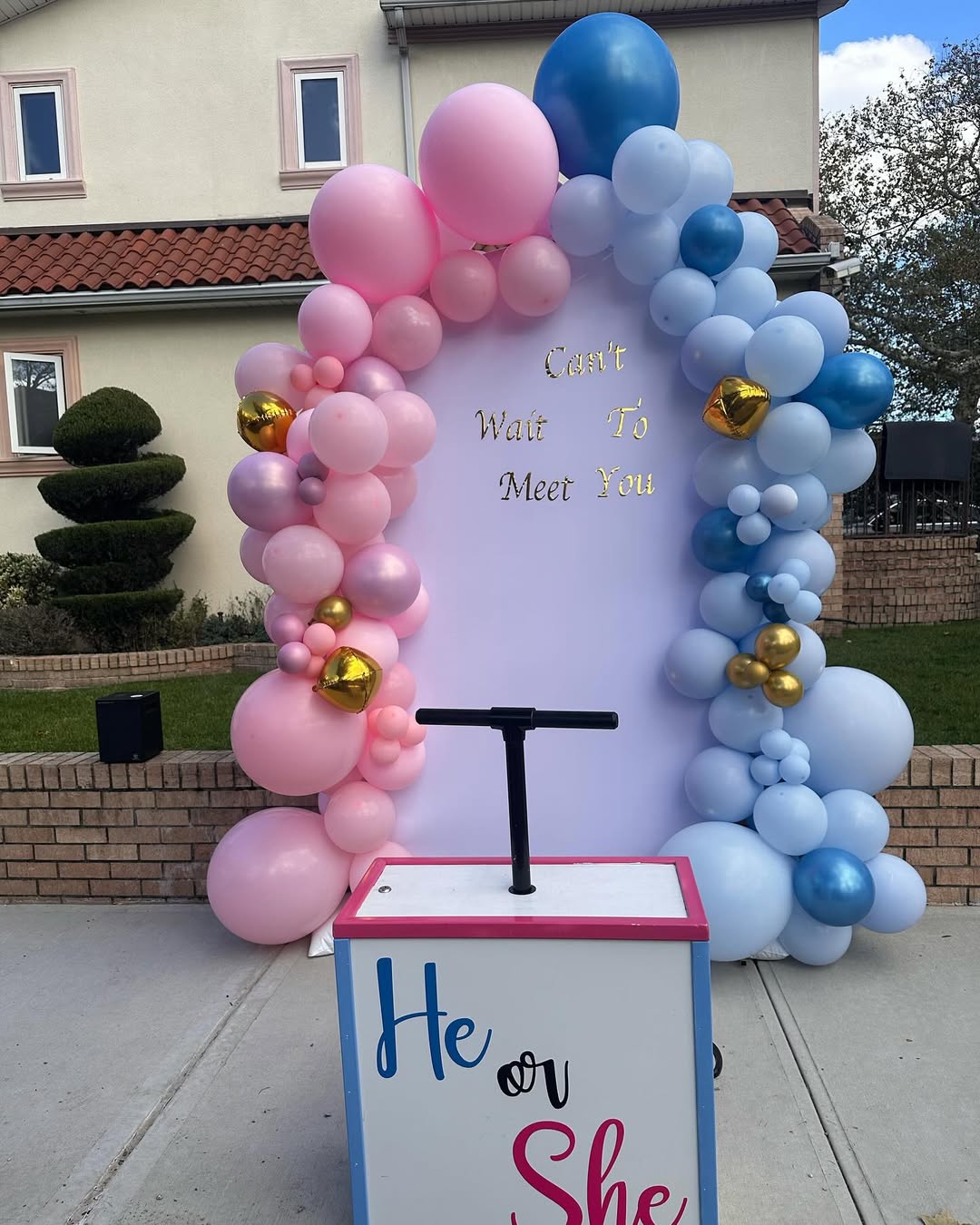 Party Land gender reveal: Oval backdrop & TNT reveal box